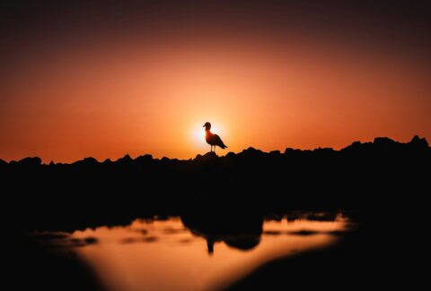 a bird is standing on a hill at sunset